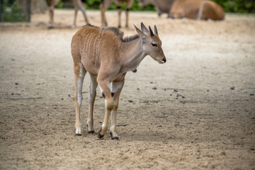 Common Eland in Zoo, Berlin