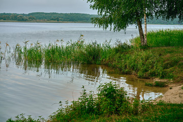 Lake Tree Landscape