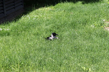 Eine Aaskrähe (Corvus corone) in einer Wiese