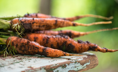 Fresh carrots with a bat-tree on a wooden old table