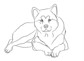dog lies, lines, vector,