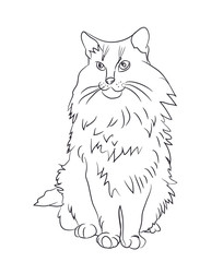 cat lines, vector
