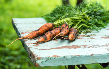 Fresh carrots with a bat-tree on a wooden old table