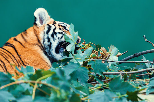 Tiger Eating Leaves on Branch