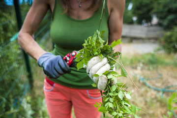 Fototapeta premium Dziewczyna tnie rośliny sekatorem.