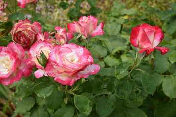 Gouttes de pluie sur roses en été