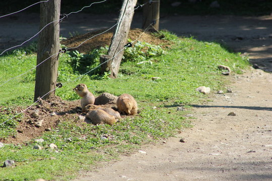 Mehrere Präriehunde (Familie) in einem Zoo