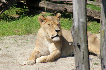 Weiblicher Löwe beim Entspannen