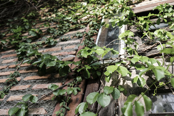 Green leaves on old brick wall vintage style