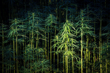 Hemp Plant Field - Cannabis Plants