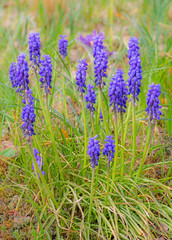 Purple muscari flowers