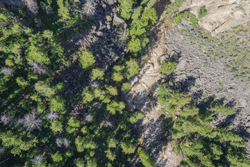 Pine Tree Forest in Western Wyoming