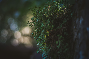 The plant grows out of a concrete wall, a photo with a small depth of field, nice bokeh.