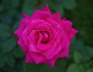 Violet rose in full bloom, closeup view from above