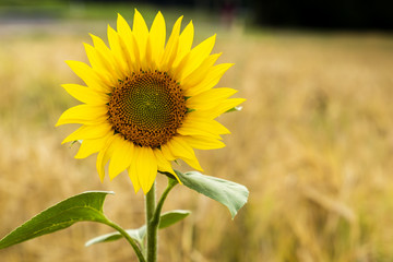Obraz premium Sunflower natural background, Sunflower blooming.