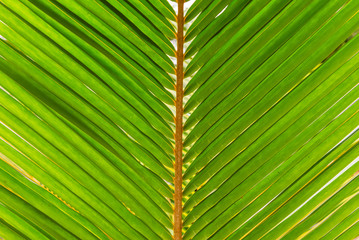 Close-up of green coconut leaves background
