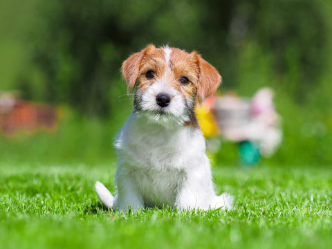 Jack Russell puppy.