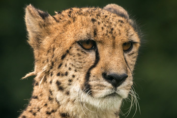 Obraz na płótnie Canvas Close-up cheetah portrait with green blurred background