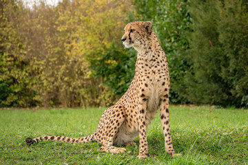 Cheetah sitting on grass with green background