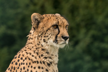 Cheetah portrait with green blurred background