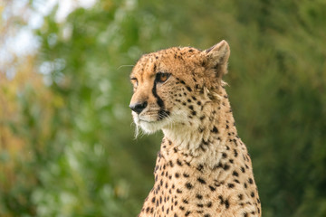 Cheetah portrait with green blurred background