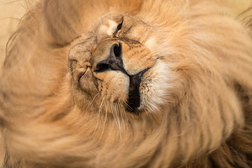 Adult male lion (Panthera leo) shakes shaggy mane. Close-up portrait of big furry cat.