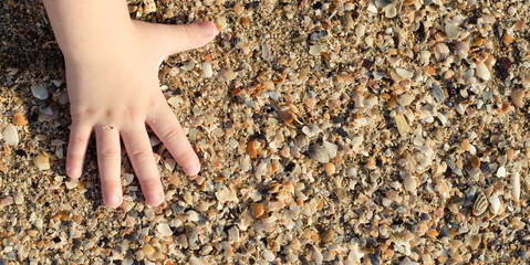 shells in the hands of child