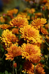 Group of orange chrysanthemums illuminated by the sun in the garden