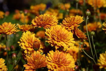 Group of orange chrysanthemums illuminated by the sun in the garden