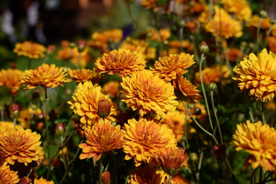 Group of orange chrysanthemums illuminated by the sun in the garden