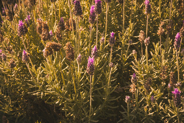 Brilho das Lavandas de Cunha Shine Flower