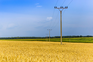 Summer countryside in Czech Republic with yellow fields and blue sky.