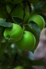 Green apple tree garden