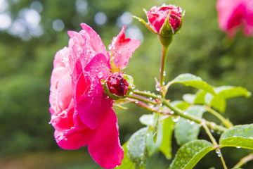Rose en gros plan après la pluie
