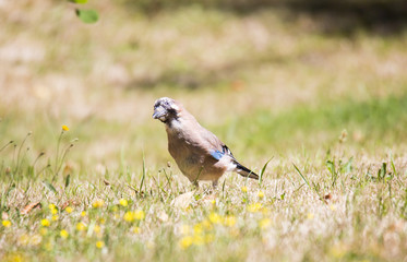Geai des chênes posé au sol
