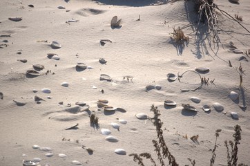 New Jersey Seashore