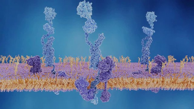 Das Amyloid-Precursor-Protein wird von der zwei Sekretasen gespalten und das Amyloid-beta Peptid freigesetzt, welches an Alzheimer beteiligt ist.