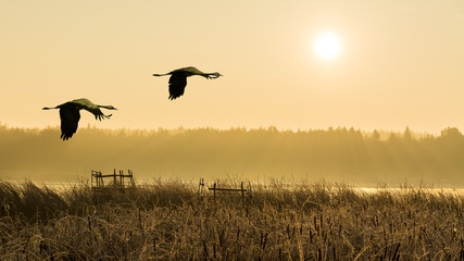 Pair of flying gray herons at sunrise above a water. Ardea cinerea. Couple of wading birds in flight over reeds. Romantic landscape, forest and fog over a pond lit by sun light. Natural background.