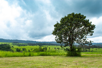 Fototapeta na wymiar Meadow and trees at Thung Salaeng Luang , Phetchabun in Thailand.