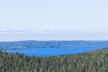 The green forest of fir, spruce an pine trees near the shore of the Ladoga in Russia lake in the sunny summer day