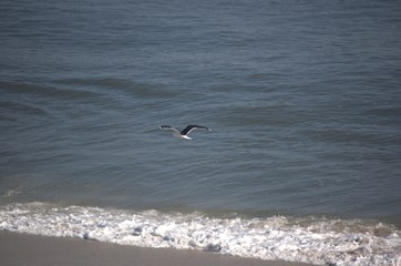 New Jersey Seashore