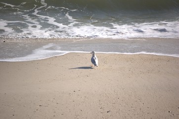 New Jersey Seashore