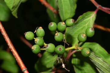Grüne Früchte des Hartriegels, Cornus sanguinea 