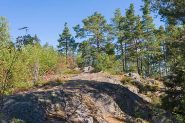 The green forest of fir, spruce an pine trees near the shore of the Ladoga in Russia lake in the sunny summer day