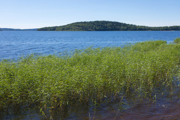 The shore of the Ladoga lake in Russia with the cane in the water with the mountains and the forest on the skyline in the sunny summer day