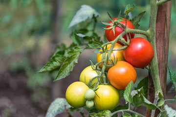 Bunch of red tomatoes at different phases of ripening. Solanum lycopersicum. Close-up of ripe and...