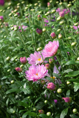 Pink daisies on a flower bed on a sunny day