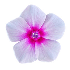 flower pink lilac white phlox isolated on white background. Close-up. Element of design.