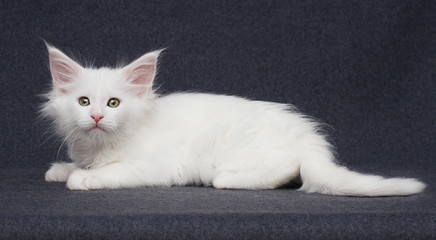 cute white kitten on a gray background