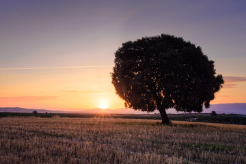 Encinas al atardecer en Andalucía
